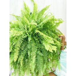 PLANCHU 観葉植物 ネフロレピス ハッピーマーブル 8号吊り鉢 育て方説明書付き Nephrolepis exaltata ‘Happy Marble’ ボストンファーン ボストンファン タイガー