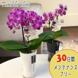 ミディ胡蝶蘭タンブラーポットスリム2本立