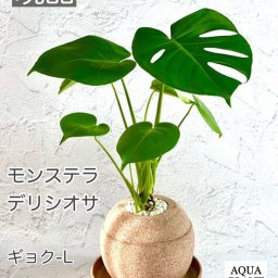 【モンステラ デリシオサ】【アクアプラントポット　玉（ギョク）L ナチュラル】