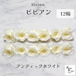 大地農園！プリザーブドフラワー 「ビビアン アンティックホワイト 12輪」  プリザ 花材 ハーバリウム  おしゃれ かわいい プレゼント 贈り物 オオチノウエン バラ 薔薇 ローズ rose