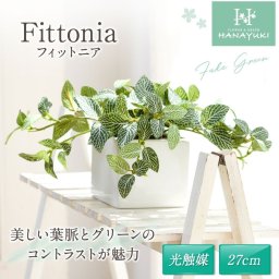 フェイクグリーン フィットニア 光触媒 卓上 27cm 人工観葉植物 室内用 おしゃれ インテリアグリーン 母の日 プレゼント HANAYUKI