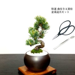 敬老の日 盆栽 松 道具セット 盆栽 松《別格》樹形美 樹齢5年 捻転幹 五葉松 ミニ盆栽 Wプレゼント特典【高松ブランド松 盆栽 鉢】 【盆栽 盆栽ミニ 誕生日 送料無料 還暦 初心者 フラワーギフト 癒し 盆栽 花 プレゼント 観葉食物】