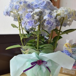 母の日プレゼントお誕生日プレゼントに万華鏡紫陽花