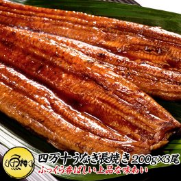 高知県四万十産 うなぎ 超特大サイズ 蒲焼き 長焼き 600g 3尾×約200g 【敬老の日/ギフト/2026/プレゼント/贈答/国産/国内産/ウナギ/鰻/土用の丑の日】