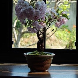 母の日のプレゼントにお花見サクラ笑顔の花咲くお花見をお母さんのプレゼントに2026年5月にサクラのお花見ができる桜母の日の贈り物に　自宅でお花見　育てる楽しみ　さくら盆栽で　お花見を楽しむ