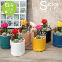 【サボテン 多肉植物 3種類 寄せ植え（緋牡丹）/カラフルPOT】【農場直送】【選べるアレンジ】寄せ植え アレンジ ミニサボテン インテリア 観葉植物