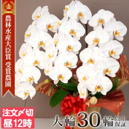 胡蝶蘭 白大輪 ３本立ち 30輪以上(蕾含む)  送料無料 ヤマト [r-midi6f] 開店祝い 開業 誕生日 長寿 結婚記念日 金婚式 お供え 生花 株主総会 選挙 当選 祈願 仏花 お悔み 開院 開業 移転 ギフト 贈り物 還暦 古希 喜寿 傘寿 米寿 卒寿 白寿 百寿 御供 受賞 受章 退職 就任 栄転 昇進 新築 竣工 落成 新装 周年記念 式典 発表会 内祝 年忌 法要