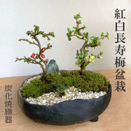 年に数回可憐な花が楽しめます【紅白長寿梅（コウハクチョウジュバイ）の寄せ植え盆栽（炭化焼締鉢）】