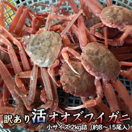 訳あり 活オオズワイガニ  小サイズ 2kg詰 身入り7割前後 送料無料 ※沖縄別途送料加算