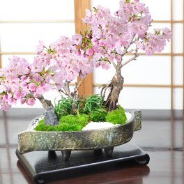 送料無料 桜の鉢植えを楽しむなら盆栽がおすすめ 自宅でお花見 桜盆栽 桜  旭山桜の創作盆栽【桜の豪華寄植え 落ち葉型 信楽焼鉢 12号 盆栽ギフト かわいい おしゃれ 初心者 贈り物 ギフト プレゼント 誕生日 バレンタイン さくら 母の日 sakura bonsai ぼんさい】