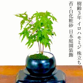 もみじ 人気ギフト 盆栽 希少 いろはもみじ 選べる鉢色 育て方ガイド付 ラッピング無料 記念樹 鉢植え シンボルツリー 日本庭園 苔リウム 盆栽 もみじ 室内 初心者 おしゃれ 花 誕生日 引っ越し 還暦 退職 お祝い 母の日 父の日 プレゼント