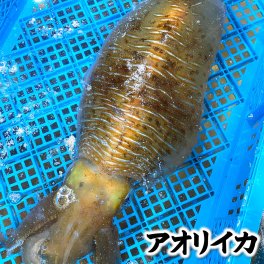 お刺身可　アオリイカ（冷凍）個包装　送料無料　※北海道、東北、沖縄は送料別途加算　おりいか 水いか 水イカ もいか モイカ 烏賊 高級 刺身 刺し身 お刺身 さしみ おさしみ  おさしみ お取り寄せ ご褒美 海鮮丼の具 お歳暮 内祝い 誕生日 お中元 お祝い 結婚祝い 還暦祝い プレゼント ギフト 内祝い 