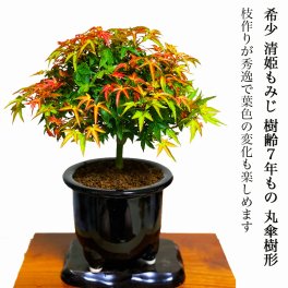 盆栽 もみじ 希少 清姫もみじ 日時指定可 樹齢7年 もみじ Wプレゼント特典 枝振り 最良 丸笠樹形 仕立て 【盆栽 室内 初心者 おしゃれ 観葉 シンボルツリー 記念樹 インテリア もみじ ギフト 誕生日 盆栽 ギフト】
