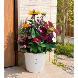 季節の寄せ植え La nature ハンドリーポット 内径24cm （ホワイト・4色展開）６～7種類のお花で構成 鉢植え ラッピング不可 ギフトメッセージOK