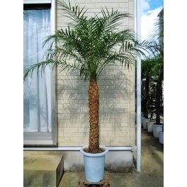 フェニックスロベレニー 9号Mサイズ (シンノウヤシ) オシャレな観葉植物 インテリア 開店祝い 新築祝い シンボルツリー ドライガーデン ヤシの木 椰子 ロックガーデン