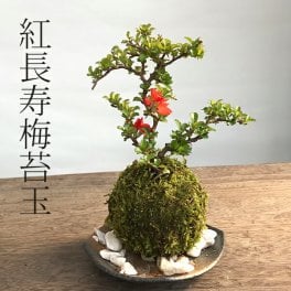 年に数回、一重の紅花が咲きます。苔玉 紅長寿梅  ベニチョウジュバイ  ・黒備前器・敷石セット花咲くこけだま コケ玉 ギフト