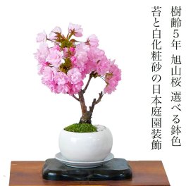 盆栽 旭山桜 鉢植え 育て方指南書付 桜の木 日時指定可 ギフト 無料 ミニ盆栽 八重咲 30以上の蕾をつけた八重桜 盆栽 桜 ミニ 趣味 初心者 室内 おしゃれ 桜鉢植え 誕生日 お祝い ギフト プレゼント フラワーギフト