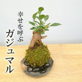 盆栽可愛い 苔 玉 ガジュマル 縁起良い 幸運の木 ユニーク 人気 沖縄  ガジュマルの苔玉・黒備前器セット  盆栽 苔 こけ コケ コケダマ こけ玉