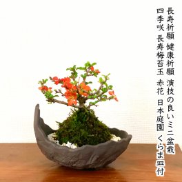 苔玉 盆栽 梅 長寿梅 即日出荷 福寿の長寿梅 ミニ盆栽 3,5号鉢 極上樹の本格長寿梅 縁起物として大人気 盆栽 ミニ盆栽 還暦 癒し 室内 初心者 引っ越し祝い 誕生日 ギフト 母の日 父の日 プレゼント 敬老の日