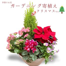 季節の寄植え 鉢 ガーデニング クリスマス ポインセチア シクラメン 花 鉢植え ギフト 秋 おしゃれ 誕生日 プレゼント 母 祖母 女性 お花 お誕生日 結婚祝い 新築祝い 友人 結婚記念日 妻 両親 開店祝い 開業祝い 退職祝い