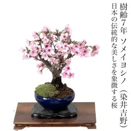 盆栽 桜 樹齢7年 ソメイヨシノ 染井吉野 鉢植え 桜の女王 平和の桜 シンボルツリー 日時指定可 ギフト 無料 ミニ盆栽 八重咲 盆栽 桜 ミニ 趣味 初心者 室内 おしゃれ 桜鉢植え 誕生日 お祝い ギフト プレゼント フラワーギフト