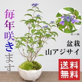 【2026年開花終了】山紫陽花 ( やまあじさい ) 盆栽 白陶器鉢 山アジサイ 盆栽 ぼんさい ミニ盆栽 BONSAI ボンサイ