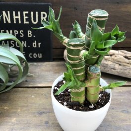 キングバンブー 縁起の良い植物 開運 風水 観葉植物