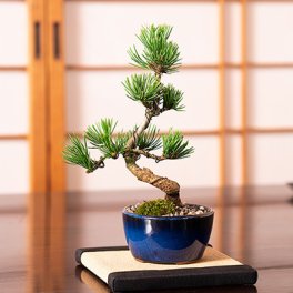 松盆栽 松 樹齢5年 五葉松 ミニ盆栽 人気 ランキング プレゼント 間に合う 送料無料 手頃 安い 安価 国産 香川 四国五葉松 ブランド 高松 聖地 観葉植物 贈り物 鉢植 和 伝統 ギフト サプライズ 祝い