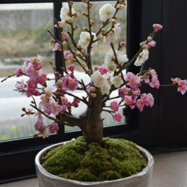 2026年3月頃に開花　紅白に咲くおめでたい梅八重紅白梅盆栽　信楽鉢入り