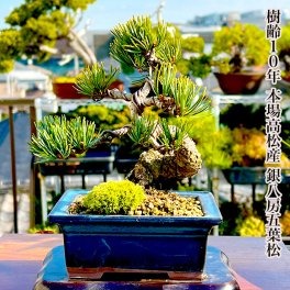 盆栽 松 人気ギフト 一生もの 送料無料 曲幹樹齢10年 縁起物 高松五葉松 縁起の良い松 新しい趣味 植物 盆栽 松 室内 初心者 おしゃれ 盆栽 ミニ観葉 誕生日 敬老の日 父の日 ギフト