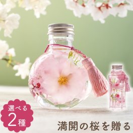 【 送料無料 】【 桜 ハーバリウム S 】 プレゼント 花 退職祝い 女性 おしゃれ 観葉植物 造花 さくら 雑貨 ギフト 誕生日プレゼント 母親 60代 義母 50代 女友達 30代 結婚祝い 祝電 結婚式 プリザーブドフラワー かわいい
