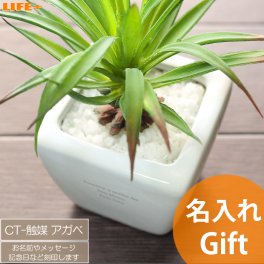 名入れ ギフト 開店祝い 周年祝い 周年記念 美容室 飲食店 クラブ スナック ネイルサロン 整骨院 結婚祝い 贈り物 新築祝い 観葉植物 CT触媒グリーン 友達 店名入り 誕生日プレゼント フェイクグリーン 友達 美容室 おしゃれ 友人 名前入り 文字入れ オシャレ ホワイトデー 卒業記念 先生 結婚記念日 妻 記念品 可愛い かわいい 贈物 アガベ