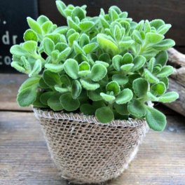 【 アロマティカス 】 ★ 多肉植物 虫よけ ハーブ 苗 根付き ゴキブリ対策 ミントの甘い香り 芳香 玄関 効能 地植え 花 ３号ポット 送料無料 プレクトランサス 大人気 観葉植物 室内 アロマ 香り セダム かわいい モリモリ