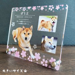 【 ペットメモリアルプレート　桜/大きいサイズ 】 犬 猫 愛犬 愛猫 ペット メモリアルグッズ 写真 かわいい オーダーメイド オリジナル 遺影 仏具 位牌 ペット供養 記念 記念品 文字入り フォト 思い出 手元供養 供養 猫 鳥 うさぎ 金魚 カナリア トイプードル チワワ ハムスター 写真立て アルバム ペットロス 刻印 名入れ ペットグッズ プレゼント ギフト 贈り物 名入れ