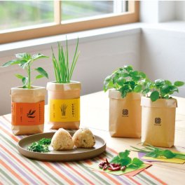 TSUTSUMI 薬味栽培セット お家で しそ 唐辛子 三つ葉 小ねぎ