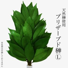 プリザーブドフラワー 榊Ｌ 天然榊使用 神具 お供え 神棚 お盆 新盆 祭 新御霊祭 祖霊舎