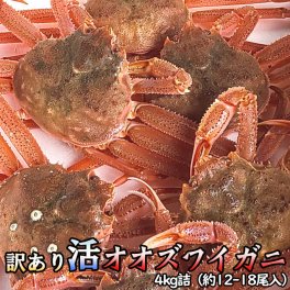 訳あり 活オオズワイガニ 4kg詰 身入り7割前後 送料無料 ズワイガニ ※沖縄は送料別途加算