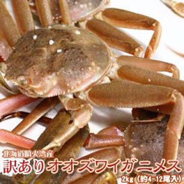 オオズワイガニ メス 活 訳あり 北海道産 2kg（約4−12尾入） 身入り7分前後 送料無料 ※沖縄送料別途加算