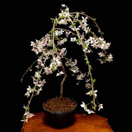 盆栽 桜 枝垂れ桜 3月末頃開花予定 富士桜 育て方ガイド付 日時指定可 送料無料 大人気ギフト 癒し 植物 花が咲く 出産祝い 風水開運 盆栽 室内 初心者 引越し祝い 癒し 植物 父親 誕生日 プレゼント