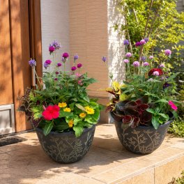 季節の寄せ植え リーフ柄 軽量プラスチック鉢 内径24cm  2鉢セット （鉢の色選択不可 ）１鉢に６～7種類のお花で構成 ラッピング不可 ギフトメッセージOK