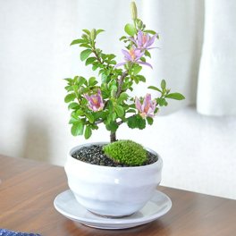 送料無料 長く花が楽しめる美しい睡蓮木の盆栽 受皿付き 花の咲く盆栽 睡蓮木 長く花を楽しめて育てやすい盆栽 すいれんぼく 花盆栽 母の日