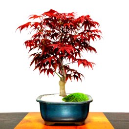 盆栽 もみじ 希少 本格 極上 盆栽 樹齢10年 猩々野村もみじ 紅葉盆栽 癒しの植物 部屋に飾る植物 もみじ盆栽 【盆栽 誕生日 プレゼント 盆栽 ミニ 部屋に飾る盆栽 シンボルツリー 引越し祝い もみじ モダン盆栽 盆栽ギフト 母の日 父の日 敬老の日】