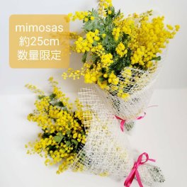 ミモザ　大人気商品 ドライフラワードライフラワー ミモザ