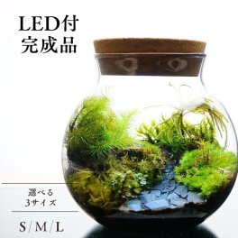 【完成品】3サイズ LEDライトコルク蓋付 苔テラリウム 石畳 黒石 草原に続く道 テラリウム プレゼント 木化石 母の日 観葉植物 ギフト 贈り物 お祝い 選べる