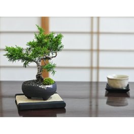 送料無料 手軽にはじめる盆栽 育てやすい松類の盆栽から 盆栽 ミニ真柏【ミニ盆栽 bonsai ぼんさい しんぱく 初心者 入門 ギフト ラッピング 人気】