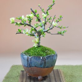 盆栽 白長寿梅 ナマコ三足鉢 受け皿付き 花盆栽 ミニ盆栽ギフト プレゼント誕生日 母の日 父の日