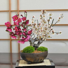 送料無料 紅白の花の咲く縁起の良い盆栽です。盆栽 bonsai ボンサイ 梅盆栽 白梅 紅梅【送料無料】紅白梅　大樹【梅 白梅 紅梅 盆栽 ミニ盆栽 花 紅白 bonsai ボンサイ 人気 ランキング おすすめ 贈り物 プレゼント ギフト ラッピング 】