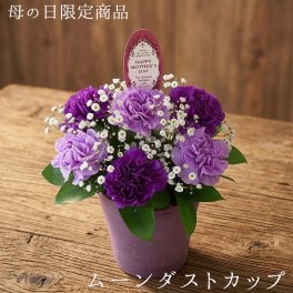 【母の日】遅れてゴメンね ムーンダストカップ 送料無料 ムーンダスト カーネーション フラワーアレンジメント ギフト プレゼント 数量限定 生花 おすすめ 人気 高評価 評判 かわいい 素敵 笑顔 お祝い 感謝 花 母 お母さん ありがとう フラワーギフト サプライズ ■フラワーアレンジメント■