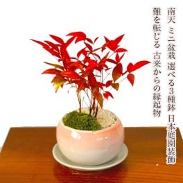 人気ギフト 盆栽 南天 細葉赤南天 実生 縁起物 送料無料 日時指定可 育て方ガイド付 ラッピング無料 記念樹 鉢植え シンボルツリー 日本庭園 苔リウム 盆栽 室内鑑賞 初心者 おしゃれ 花 誕生日 引っ越し 還暦 退職 お祝い 母の日 父の日 プレゼント