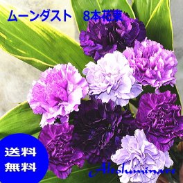 サントリー　ムーンダストカーネーションの花束(8本）★母の日ギフト、カーネーション、送料無料！